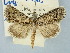  ( - BGE_ZSM_LEP_3248)  @11 [ ] by-nc-sa (2025) SNSB, Staatliche Naturwissenschaftliche Sammlungen Bayerns ZSM (SNSB, Zoologische Staatssammlung Muenchen)