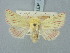  ( - BGE_ZSM_LEP_3250)  @11 [ ] by-nc-sa (2025) SNSB, Staatliche Naturwissenschaftliche Sammlungen Bayerns ZSM (SNSB, Zoologische Staatssammlung Muenchen)