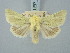  ( - BGE_ZSM_LEP_3251)  @11 [ ] by-nc-sa (2025) SNSB, Staatliche Naturwissenschaftliche Sammlungen Bayerns ZSM (SNSB, Zoologische Staatssammlung Muenchen)