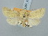  ( - BGE_ZSM_LEP_3252)  @11 [ ] by-nc-sa (2025) SNSB, Staatliche Naturwissenschaftliche Sammlungen Bayerns ZSM (SNSB, Zoologische Staatssammlung Muenchen)