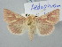  ( - BGE_ZSM_LEP_3253)  @11 [ ] by-nc-sa (2025) SNSB, Staatliche Naturwissenschaftliche Sammlungen Bayerns ZSM (SNSB, Zoologische Staatssammlung Muenchen)