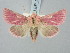  ( - BGE_ZSM_LEP_3254)  @11 [ ] by-nc-sa (2025) SNSB, Staatliche Naturwissenschaftliche Sammlungen Bayerns ZSM (SNSB, Zoologische Staatssammlung Muenchen)