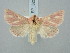 ( - BGE_ZSM_LEP_3255)  @11 [ ] by-nc-sa (2025) SNSB, Staatliche Naturwissenschaftliche Sammlungen Bayerns ZSM (SNSB, Zoologische Staatssammlung Muenchen)