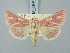  ( - BGE_ZSM_LEP_3256)  @11 [ ] by-nc-sa (2025) SNSB, Staatliche Naturwissenschaftliche Sammlungen Bayerns ZSM (SNSB, Zoologische Staatssammlung Muenchen)