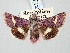  (Janthinea - BGE_ZSM_LEP_3276)  @11 [ ] by-nc-sa (2025) SNSB, Staatliche Naturwissenschaftliche Sammlungen Bayerns ZSM (SNSB, Zoologische Staatssammlung Muenchen)