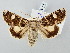  ( - BGE_ZSM_LEP_3277)  @11 [ ] by-nc-sa (2025) SNSB, Staatliche Naturwissenschaftliche Sammlungen Bayerns ZSM (SNSB, Zoologische Staatssammlung Muenchen)
