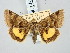  ( - BGE_ZSM_LEP_3282)  @11 [ ] by-nc-sa (2025) SNSB, Staatliche Naturwissenschaftliche Sammlungen Bayerns ZSM (SNSB, Zoologische Staatssammlung Muenchen)