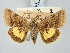  ( - BGE_ZSM_LEP_3283)  @11 [ ] by-nc-sa (2025) SNSB, Staatliche Naturwissenschaftliche Sammlungen Bayerns ZSM (SNSB, Zoologische Staatssammlung Muenchen)