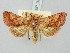  ( - BGE_ZSM_LEP_3291)  @11 [ ] by-nc-sa (2025) SNSB, Staatliche Naturwissenschaftliche Sammlungen Bayerns ZSM (SNSB, Zoologische Staatssammlung Muenchen)