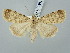  ( - BGE_ZSM_LEP_3301)  @11 [ ] by-nc-sa (2025) SNSB, Staatliche Naturwissenschaftliche Sammlungen Bayerns ZSM (SNSB, Zoologische Staatssammlung Muenchen)