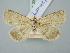  ( - BGE_ZSM_LEP_3304)  @11 [ ] by-nc-sa (2025) SNSB, Staatliche Naturwissenschaftliche Sammlungen Bayerns ZSM (SNSB, Zoologische Staatssammlung Muenchen)