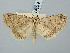  ( - BGE_ZSM_LEP_3305)  @11 [ ] by-nc-sa (2025) SNSB, Staatliche Naturwissenschaftliche Sammlungen Bayerns ZSM (SNSB, Zoologische Staatssammlung Muenchen)