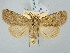  ( - BGE_ZSM_LEP_3307)  @11 [ ] by-nc-sa (2025) SNSB, Staatliche Naturwissenschaftliche Sammlungen Bayerns ZSM (SNSB, Zoologische Staatssammlung Muenchen)
