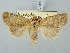  ( - BGE_ZSM_LEP_3308)  @11 [ ] by-nc-sa (2025) SNSB, Staatliche Naturwissenschaftliche Sammlungen Bayerns ZSM (SNSB, Zoologische Staatssammlung Muenchen)