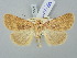 ( - BGE_ZSM_LEP_3309)  @11 [ ] by-nc-sa (2025) SNSB, Staatliche Naturwissenschaftliche Sammlungen Bayerns ZSM (SNSB, Zoologische Staatssammlung Muenchen)