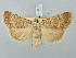  ( - BGE_ZSM_LEP_3310)  @11 [ ] by-nc-sa (2025) SNSB, Staatliche Naturwissenschaftliche Sammlungen Bayerns ZSM (SNSB, Zoologische Staatssammlung Muenchen)