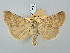  ( - BGE_ZSM_LEP_3311)  @11 [ ] by-nc-sa (2025) SNSB, Staatliche Naturwissenschaftliche Sammlungen Bayerns ZSM (SNSB, Zoologische Staatssammlung Muenchen)