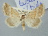  ( - BGE_ZSM_LEP_3313)  @11 [ ] by-nc-sa (2025) SNSB, Staatliche Naturwissenschaftliche Sammlungen Bayerns ZSM (SNSB, Zoologische Staatssammlung Muenchen)