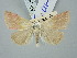  (Eublemma amasina - BGE_ZSM_LEP_3316)  @11 [ ] by-nc-sa (2025) SNSB, Staatliche Naturwissenschaftliche Sammlungen Bayerns ZSM (SNSB, Zoologische Staatssammlung Muenchen)