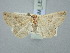  ( - BGE_ZSM_LEP_3322)  @11 [ ] by-nc-sa (2025) SNSB, Staatliche Naturwissenschaftliche Sammlungen Bayerns ZSM (SNSB, Zoologische Staatssammlung Muenchen)