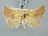  ( - BGE_ZSM_LEP_3325)  @11 [ ] by-nc-sa (2025) SNSB, Staatliche Naturwissenschaftliche Sammlungen Bayerns ZSM (SNSB, Zoologische Staatssammlung Muenchen)