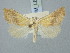  ( - BGE_ZSM_LEP_3327)  @11 [ ] by-nc-sa (2025) SNSB, Staatliche Naturwissenschaftliche Sammlungen Bayerns ZSM (SNSB, Zoologische Staatssammlung Muenchen)