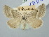  ( - BGE_ZSM_LEP_3328)  @11 [ ] by-nc-sa (2025) SNSB, Staatliche Naturwissenschaftliche Sammlungen Bayerns ZSM (SNSB, Zoologische Staatssammlung Muenchen)