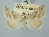  ( - BGE_ZSM_LEP_3329)  @11 [ ] by-nc-sa (2025) SNSB, Staatliche Naturwissenschaftliche Sammlungen Bayerns ZSM (SNSB, Zoologische Staatssammlung Muenchen)