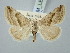  ( - BGE_ZSM_LEP_3330)  @11 [ ] by-nc-sa (2025) SNSB, Staatliche Naturwissenschaftliche Sammlungen Bayerns ZSM (SNSB, Zoologische Staatssammlung Muenchen)