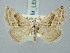  ( - BGE_ZSM_LEP_3331)  @11 [ ] by-nc-sa (2025) SNSB, Staatliche Naturwissenschaftliche Sammlungen Bayerns ZSM (SNSB, Zoologische Staatssammlung Muenchen)