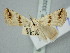  (Eublemma porphyrina - BGE_ZSM_LEP_3332)  @11 [ ] by-nc-sa (2025) SNSB, Staatliche Naturwissenschaftliche Sammlungen Bayerns ZSM (SNSB, Zoologische Staatssammlung Muenchen)