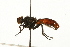  ( - HUBENOV-01-A03)  @13 [ ] CreativeCommons - Attribution (2010) Gergin Blagoev, Centre for Biodiversity Genomics Centre for Biodiversity Genomics
