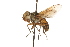  ( - HUBENOV-01-A11)  @11 [ ] CreativeCommons - Attribution (2010) Gergin Blagoev, Centre for Biodiversity Genomics Centre for Biodiversity Genomics
