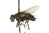  ( - HUBENOV-01-B07)  @11 [ ] CreativeCommons - Attribution (2010) Gergin Blagoev, Centre for Biodiversity Genomics Centre for Biodiversity Genomics