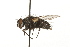  ( - HUBENOV-01-B11)  @11 [ ] CreativeCommons - Attribution (2010) Gergin Blagoev, Centre for Biodiversity Genomics Centre for Biodiversity Genomics