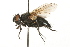  (Macquartia praefica - HUBENOV-01-C03)  @14 [ ] CreativeCommons - Attribution (2010) Gergin Blagoev, Centre for Biodiversity Genomics Centre for Biodiversity Genomics