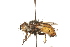  (Tachina praeceps - HUBENOV-01-D05)  @11 [ ] CreativeCommons - Attribution (2010) Gergin Blagoev, Centre for Biodiversity Genomics Centre for Biodiversity Genomics