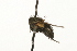  ( - HUBENOV-01-F02)  @12 [ ] CreativeCommons - Attribution (2010) Gergin Blagoev, Centre for Biodiversity Genomics Centre for Biodiversity Genomics