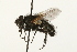  ( - HUBENOV-01-F03)  @11 [ ] CreativeCommons - Attribution (2010) Gergin Blagoev, Centre for Biodiversity Genomics Centre for Biodiversity Genomics