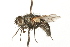  ( - HUBENOV-01-F11)  @11 [ ] CreativeCommons - Attribution (2010) Gergin Blagoev, Centre for Biodiversity Genomics Centre for Biodiversity Genomics