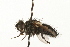  ( - HUBENOV-01-F12)  @11 [ ] CreativeCommons - Attribution (2010) Gergin Blagoev, Centre for Biodiversity Genomics Centre for Biodiversity Genomics