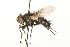  (Phryno nemea - HUBENOV-01-G07)  @11 [ ] CreativeCommons - Attribution (2010) Gergin Blagoev, Centre for Biodiversity Genomics Centre for Biodiversity Genomics