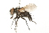  ( - HUBENOV-01-G08)  @11 [ ] CreativeCommons - Attribution (2010) Gergin Blagoev, Centre for Biodiversity Genomics Centre for Biodiversity Genomics