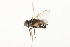  ( - HUBENOV-01-G11)  @11 [ ] CreativeCommons - Attribution (2010) Gergin Blagoev, Centre for Biodiversity Genomics Centre for Biodiversity Genomics