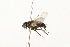  ( - HUBENOV-01-G12)  @11 [ ] CreativeCommons - Attribution (2010) Gergin Blagoev, Centre for Biodiversity Genomics Centre for Biodiversity Genomics