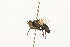  ( - HUBENOV-01-H01)  @11 [ ] CreativeCommons - Attribution (2010) Gergin Blagoev, Centre for Biodiversity Genomics Centre for Biodiversity Genomics