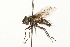  ( - HUBENOV-01-H08)  @11 [ ] CreativeCommons - Attribution (2010) Gergin Blagoev, Centre for Biodiversity Genomics Centre for Biodiversity Genomics