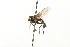  ( - HUBENOV-01-H09)  @11 [ ] CreativeCommons - Attribution (2010) Gergin Blagoev, Centre for Biodiversity Genomics Centre for Biodiversity Genomics