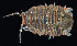  ( - BHAK-06863_2)  @11 [ ] CreativeCommons Attribution Non-Commercial No Derivatives (2018) Gustav Paulay Florida Museum of Natural History