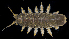  ( - BHAK1278_2)  @11 [ ] CreativeCommons Attribution Non-Commercial No Derivatives (2017) Gustav Paulay Florida Museum of Natural History